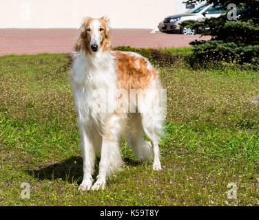 Russe barzoï le barzoï plein visage. Fédération de chien est sur l'herbe verte. Banque D'Images