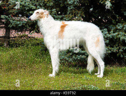 Profil russe barzoï le barzoï. Fédération de chien est sur l'herbe verte. Banque D'Images