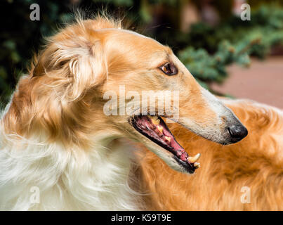 Côté russe barzoï le barzoï. portrait chien russe est sur l'herbe verte. Banque D'Images