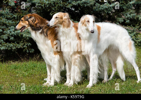 Triade russe barzoï le barzoï. Fédération de chien est sur l'herbe verte. Banque D'Images