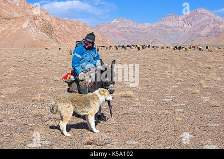 Chevrier tadjik âne cheval d'Asie centrale et de l'élevage de chiens de berger la chèvre dans les montagnes du Pamir, gorno-province de Badakhshan, au Tadjikistan Banque D'Images