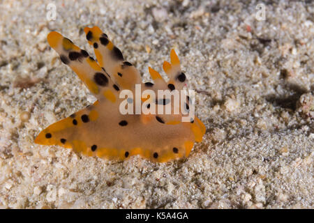 Thecacera sp. nudibranche, limace de mer sur le sable au fond de la mer Banque D'Images