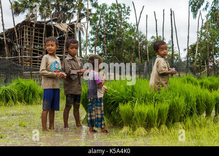 Siem Reap, Cambodge - 9/12/2015 : un groupe de garçons se rassemblent près de riz sur leur village ferme. Banque D'Images