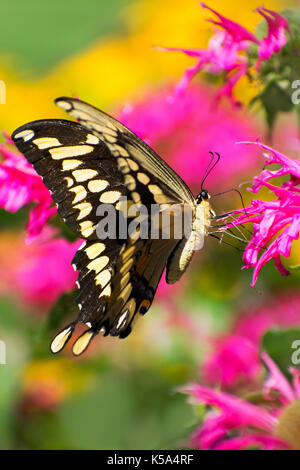 Grand porte-queue (Papilio cresphontes) papillon close up sur fleur rose dans le jardin d'habitat. Banque D'Images