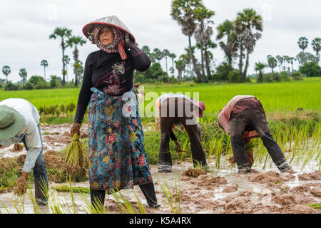 Siem Reap, Cambodge - 9/12/2015 : une femme s'arrête brièvement tout en travaillant dans les champs de riz. Banque D'Images