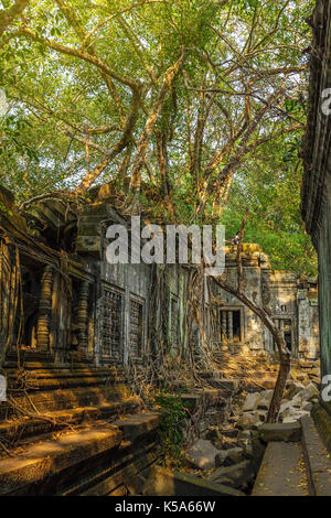 Ruines du temple Beng Mealea couverte d'arbres et racines dans la jungle près de Siem Reap, au Cambodge. Banque D'Images