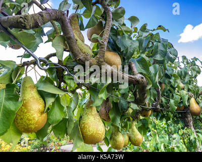 Conférence de l'espalier ESPALIERED Pear Tree (Pyrus communis) poires dessert l'espalier formés dans un jardin potager Banque D'Images