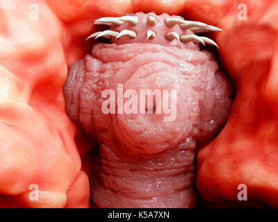 Illustration d'un ver solitaire dans un intestin humain. Les ténias (Taenia sp.) sont des parasites qui vivent dans l'intestin humain. Ils ont d'eux-mêmes à l'intérieur de l'intestin et d'absorber les nutriments dans leur corps mur. Le ténia peut augmenter pour atteindre plusieurs mètres de longueur, mais l'infestation ne cause pas nécessairement de symptômes. Banque D'Images