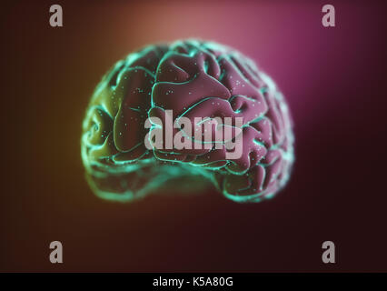 Cerveau humain, illustration. Banque D'Images