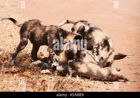 Un pack de chien sauvage d'Afrique Chiots jouant sur une route dans la province du Limpopo, Afrique du Sud Banque D'Images