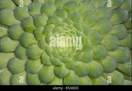 Aeonium tabuliforme feuilles. Banque D'Images