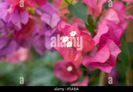 Fleurs de bougainvilliers. Banque D'Images