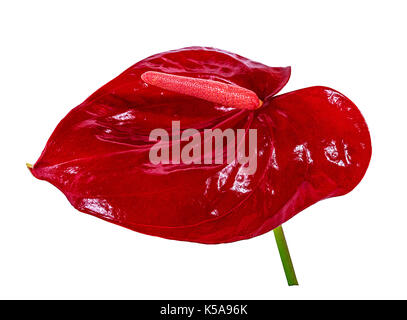 Fleurs calla rouge sur fond blanc, Close up Banque D'Images