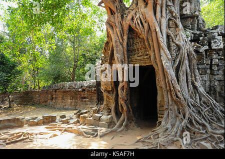 Ancien monastère bouddhiste avec de grandes racines des arbres croissant sur terrasse,Cambodge. Banque D'Images