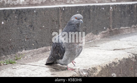 Gris pigeon pigeon. belle ville close up.. oiseaux pigeons de l'église. La vue d'oiseaux. Banque D'Images