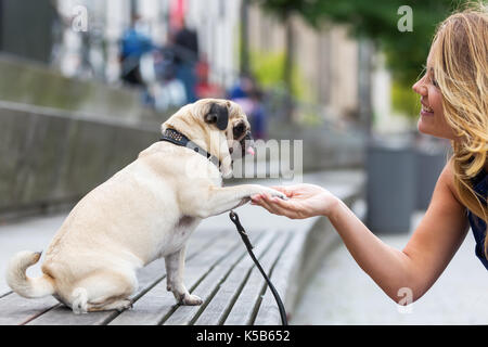 Cute pug est assis sur un banc et donne une jolie jeune femme la patte Banque D'Images