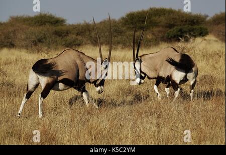 Gemsbok, oryx combats Banque D'Images