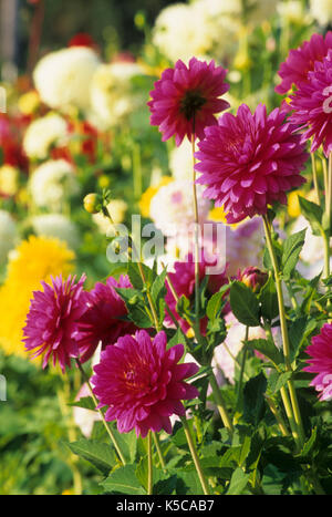 Dahlia domaine avec Jenna (rose à l'avant), Swan Island dahlias, Canby, Oregon Banque D'Images