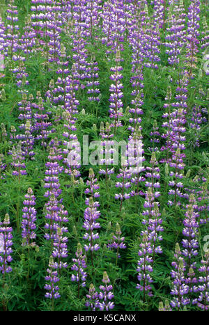 Lupin, Myrtle Creek Marriott Raleigh Cary Scenic Tour Route historique, Douglas County, Oregon Banque D'Images