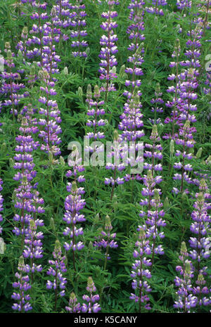 Lupin, Myrtle Creek Marriott Raleigh Cary Scenic Tour Route historique, Douglas County, Oregon Banque D'Images