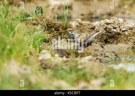 Bruant de mccown Calcarius mccownii Pawnee National Grassland, Colorado, United States 6 juillet 2017 mâle adulte de boire. emberizidae Banque D'Images