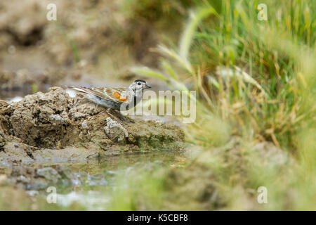 Bruant de mccown Calcarius mccownii Pawnee National Grassland, Colorado, United States 6 juillet 2017 mâle adulte de venir à l'eau. emberizidae Banque D'Images