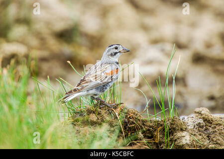 Bruant de mccown Calcarius mccownii Pawnee National Grassland, Colorado, United States 6 juillet 2017 calcariidae mâles adultes anciennement emberi Banque D'Images