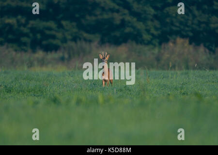 Chevreuil mâle, buck, en pose frontale dans un pré plein de hautes herbes et autre végétation. Banque D'Images