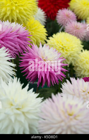 Hillcrest 'candy' fleurs à Wisley RHS Flower show, Surrey, Angleterre Banque D'Images