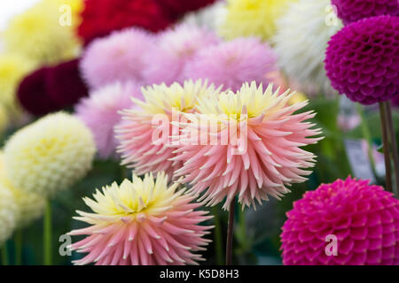 Dahlia 'Kilmorie' fleurit à Wisley RHS Flower show, Surrey, Angleterre Banque D'Images