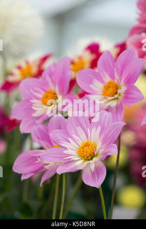 Dahlia 'pat et perc' fleurit à Wisley RHS Flower show, Surrey, Angleterre Banque D'Images