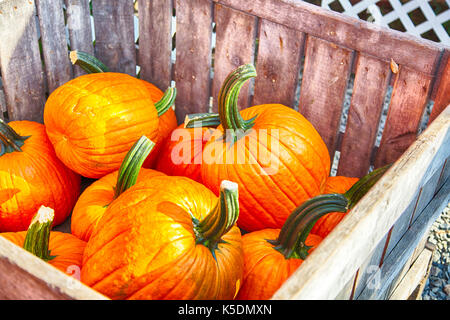 Une caisse de citrouilles à un potager dans le new jersey. Banque D'Images