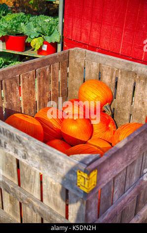 Une caisse de citrouilles à un potager dans le new jersey. Banque D'Images