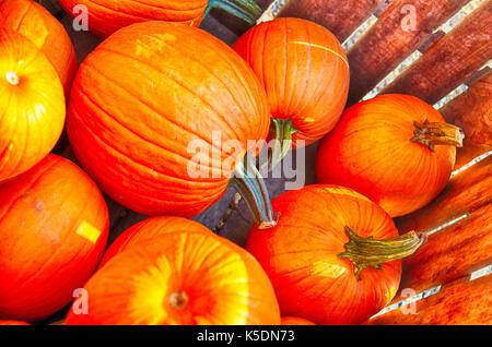 Une caisse de citrouilles à un potager dans le new jersey. Banque D'Images