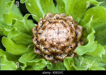 Centaurea macrocephala centaurée jaune, petit, wasp sur bud Banque D'Images