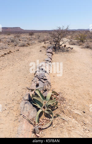 Tronc d'arbre pétrifié et minéralisées dans le célèbre Parc National de la Forêt Pétrifiée à Khorixas, Namibie, Afrique. 280 millions d'années de forêts, climat Banque D'Images