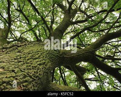 Low angle Oak tree Banque D'Images