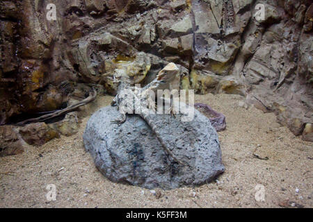 Deux lézards sont assis sur la pierre Banque D'Images