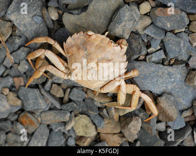 Jetée de shell Crabe commun (Carcinus maenas) sur plage à wadebridge, Cornwall. griffes enlevés par un prédateur. Banque D'Images