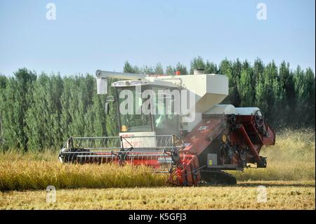 L'ILI, la région autonome uygur du Xinjiang. Sep 8, 2017. un Harvester Works sur un champ de riz biologique dans la préfecture autonome kazakh de sg, le nord-ouest de la Chine, la région autonome du Xinjiang Uygur, sept. 8, 2017. crédit : hu karibaci/Xinhua/Alamy live news Banque D'Images