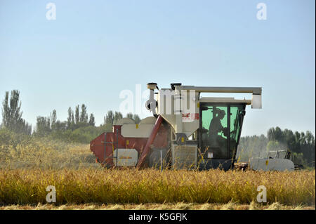 L'ILI, la région autonome uygur du Xinjiang. Sep 8, 2017. un Harvester Works sur un champ de riz biologique dans la préfecture autonome kazakh de sg, le nord-ouest de la Chine, la région autonome du Xinjiang Uygur, sept. 8, 2017. crédit : hu karibaci/Xinhua/Alamy live news Banque D'Images