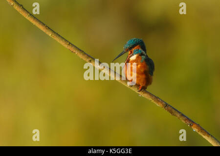 Brandon Marsh, Warwickshire, Royaume-Uni. 9 septembre 2017. Le samedi 9 septembre 2017, une observation rare d'un kingfisher à la réserve naturelle de Brandon Marsh, Warwickshire. Talvinder Chohan, le photographe, est arrivé avant l'aube et a attendu dans la peau pendant plusieurs heures avant d'être récompensé par l'apparence Kingfisher et Otter. Crédit: Talvinder Chohan/Alay Live News Banque D'Images