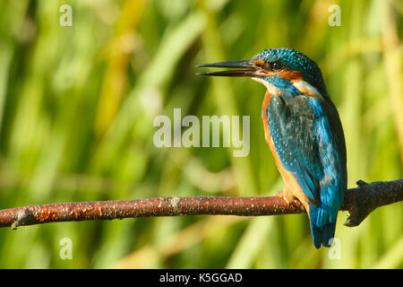 Brandon Marsh, Warwickshire, Royaume-Uni. 9 septembre 2017. Le samedi 9 septembre 2017, une observation rare d'un kingfisher à la réserve naturelle de Brandon Marsh, Warwickshire. Talvinder Chohan, le photographe, est arrivé avant l'aube et a attendu dans la peau pendant plusieurs heures avant d'être récompensé par l'apparence Kingfisher et Otter. Crédit: Talvinder Chohan/Alay Live News Banque D'Images