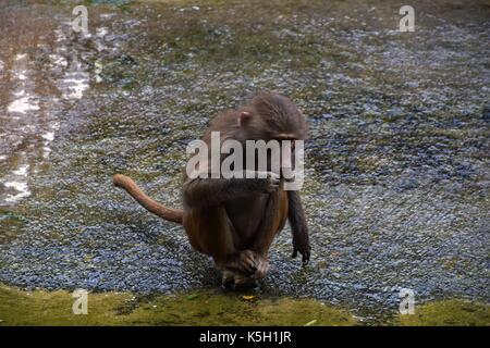 Famille ou herding de babouin hamadryas dans un jardin zoologique, papio hamadryas, singe du vieux monde dans un zoo, harem sacré babouin Banque D'Images