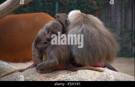 Famille ou herding de babouin hamadryas dans un jardin zoologique, papio hamadryas, singe du vieux monde dans un zoo, harem sacré babouin Banque D'Images