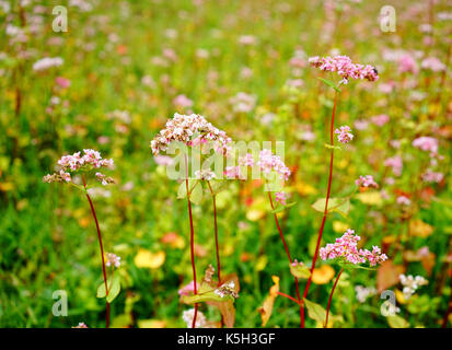 Colline de fleurs de sarrasin à journée ensoleillée à Thimphu, Bhoutan. Banque D'Images