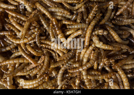 Les vers de farine séchés. UK Banque D'Images