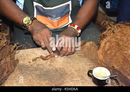 La Havane, Cuba - juillet 22, 2016 : Rouleaux de coupe cigare mains feuilles excédentaires au Conde de Villanueva à La Havane. Banque D'Images
