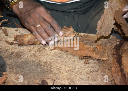 La Havane, Cuba - juillet 22, 2016 : Rouleaux de cigare mains au Conde de Villanueva à La Havane. Banque D'Images