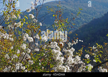 Clematis vitalba, le 'old man's beard' ou 'treveler's joy', elle produit des graines qui sont dispersées par le vent, les montagnes aurunci, esperia, italie Banque D'Images